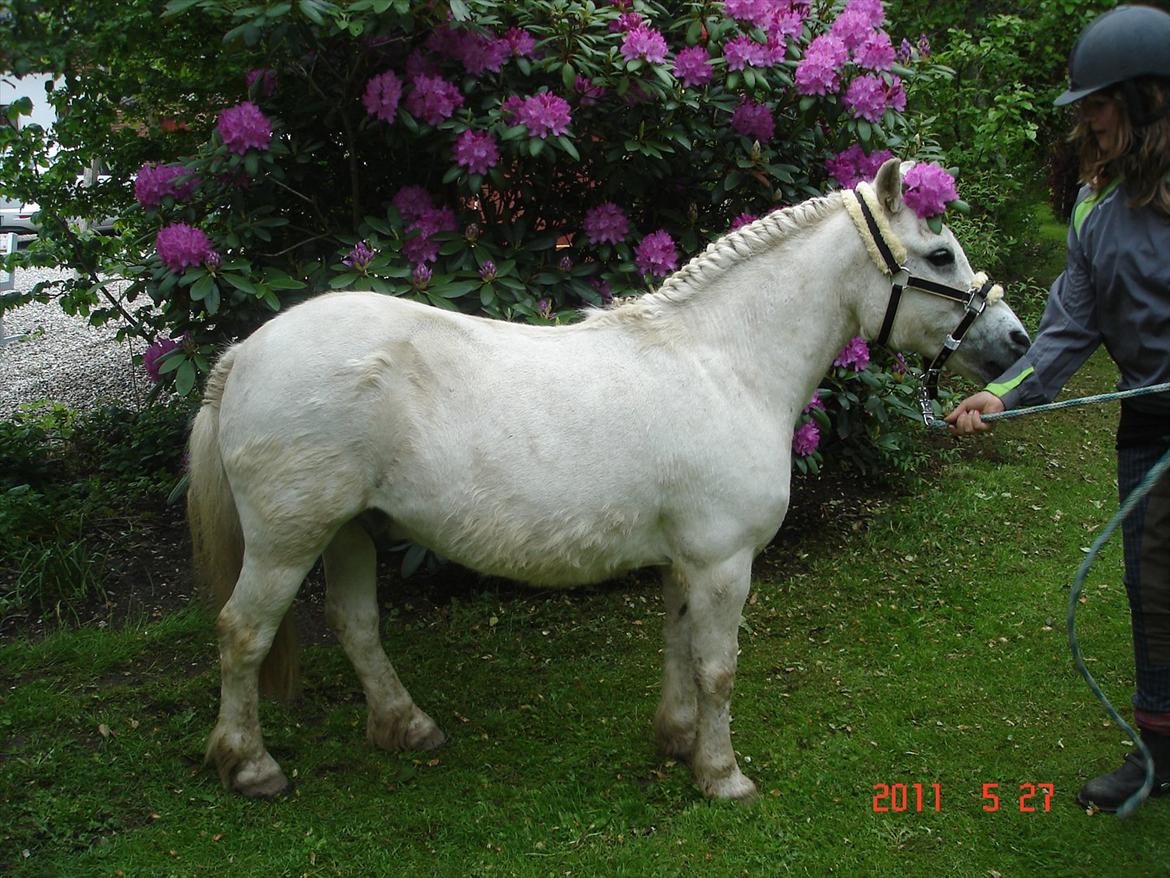 Anden særlig race Laban billede 7