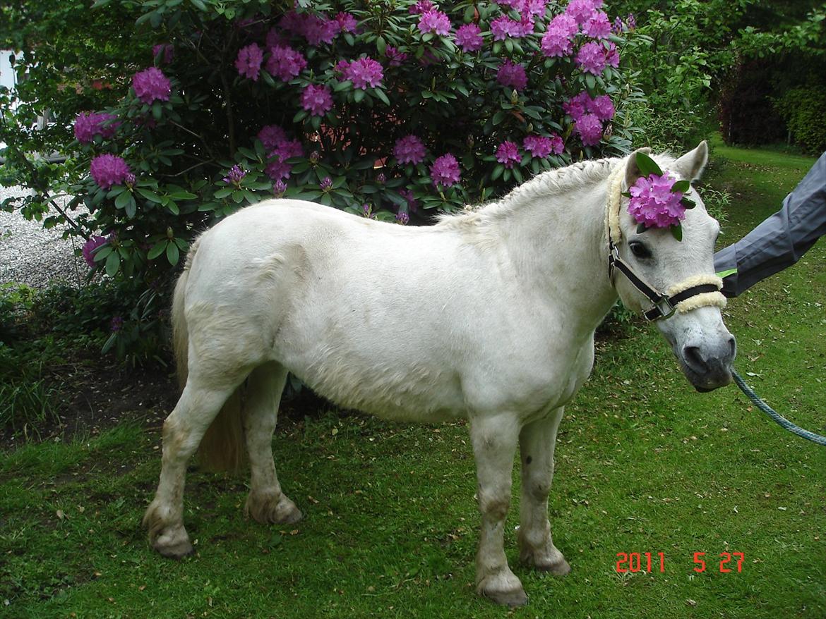 Anden særlig race Laban - charme<33 billede 8