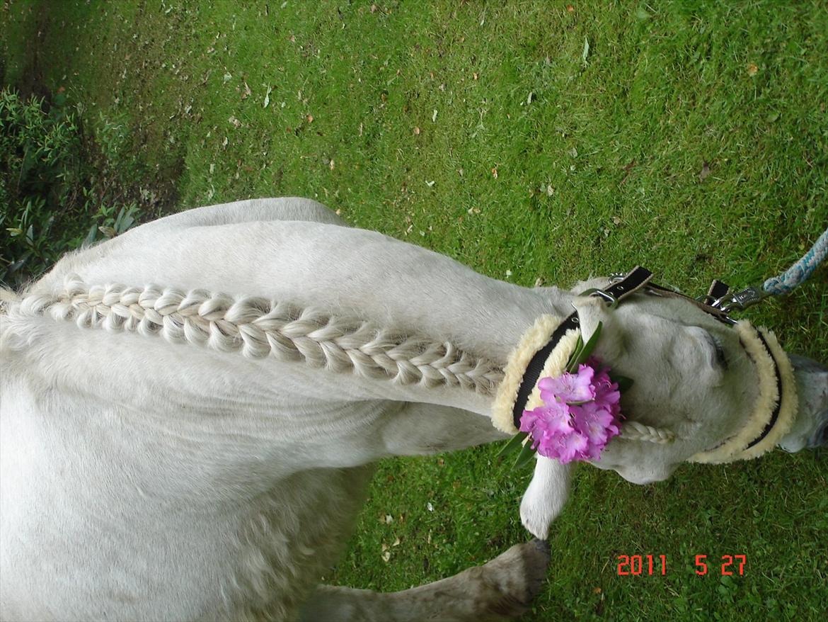 Anden særlig race Laban billede 9