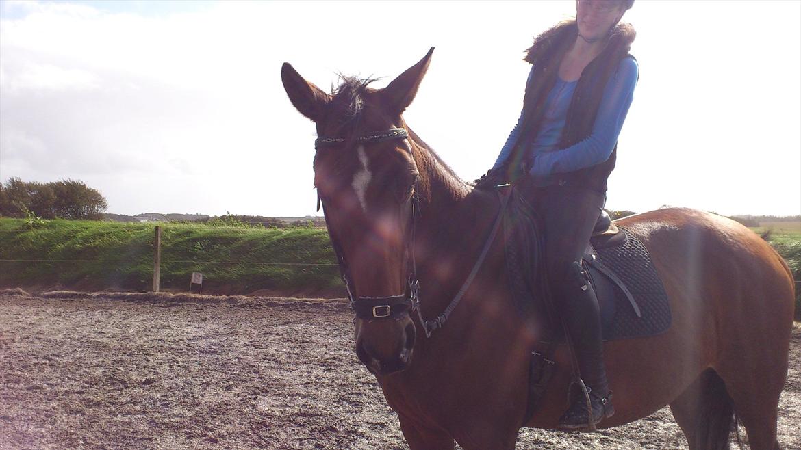 Trakehner Papaya Runehøj billede 3