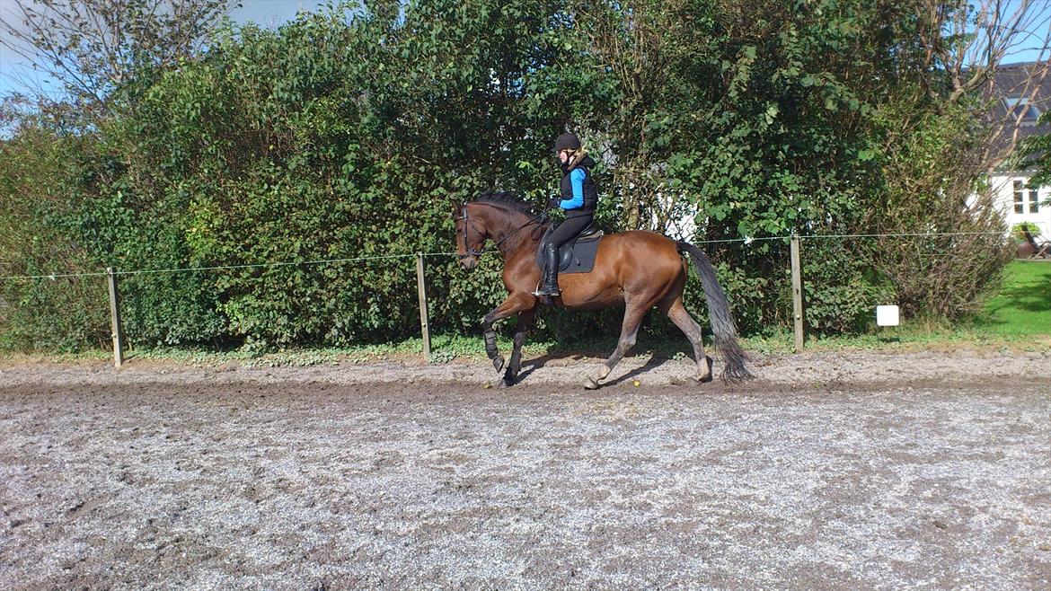 Trakehner Papaya Runehøj billede 4