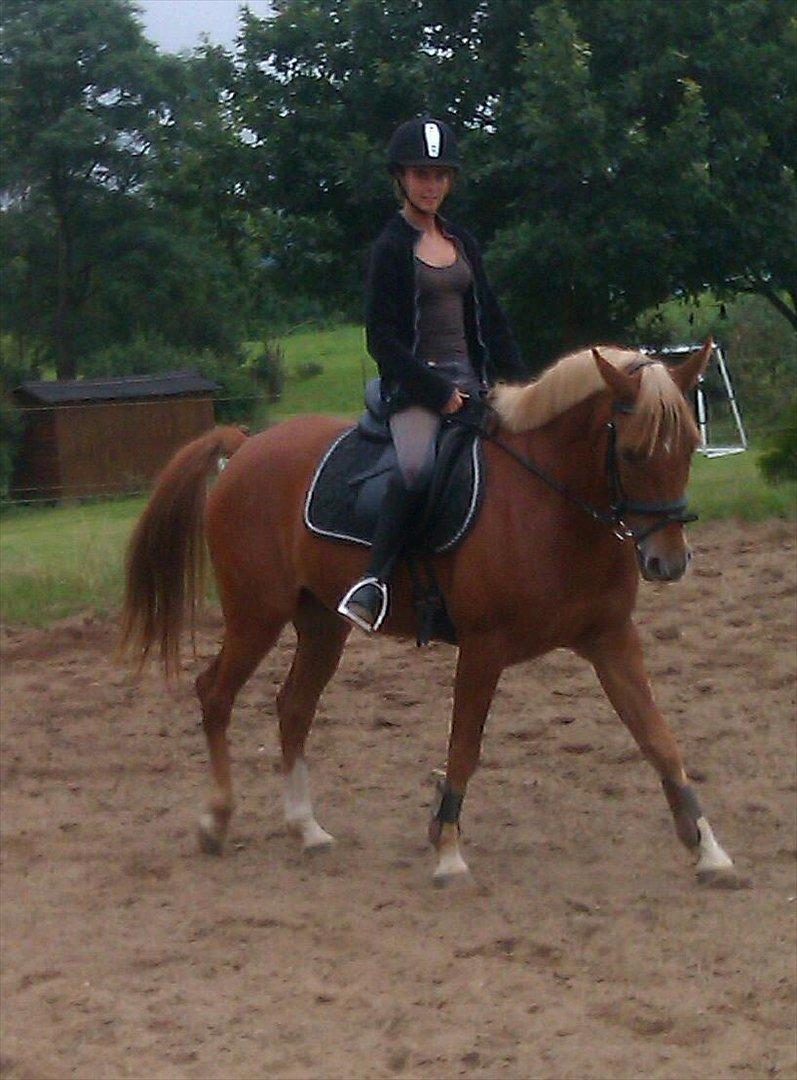 Anden særlig race Diablo (solgt)  - lækker, lækker pony billede 9