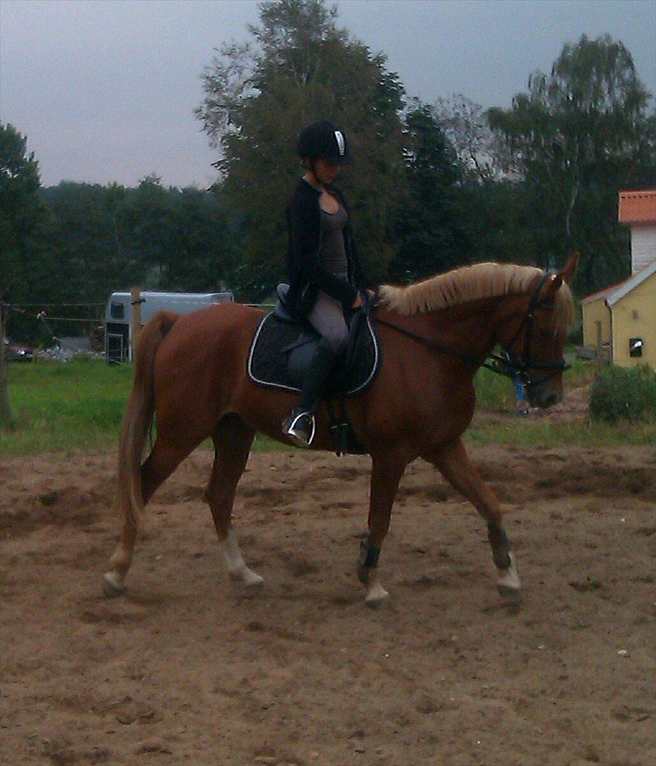 Anden særlig race Diablo (solgt)  - gammelt! - men lidt dressur. Sådan så det ud i juli 2011. billede 10