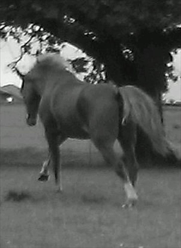 Anden særlig race Diablo (solgt)  - <3 billede 11