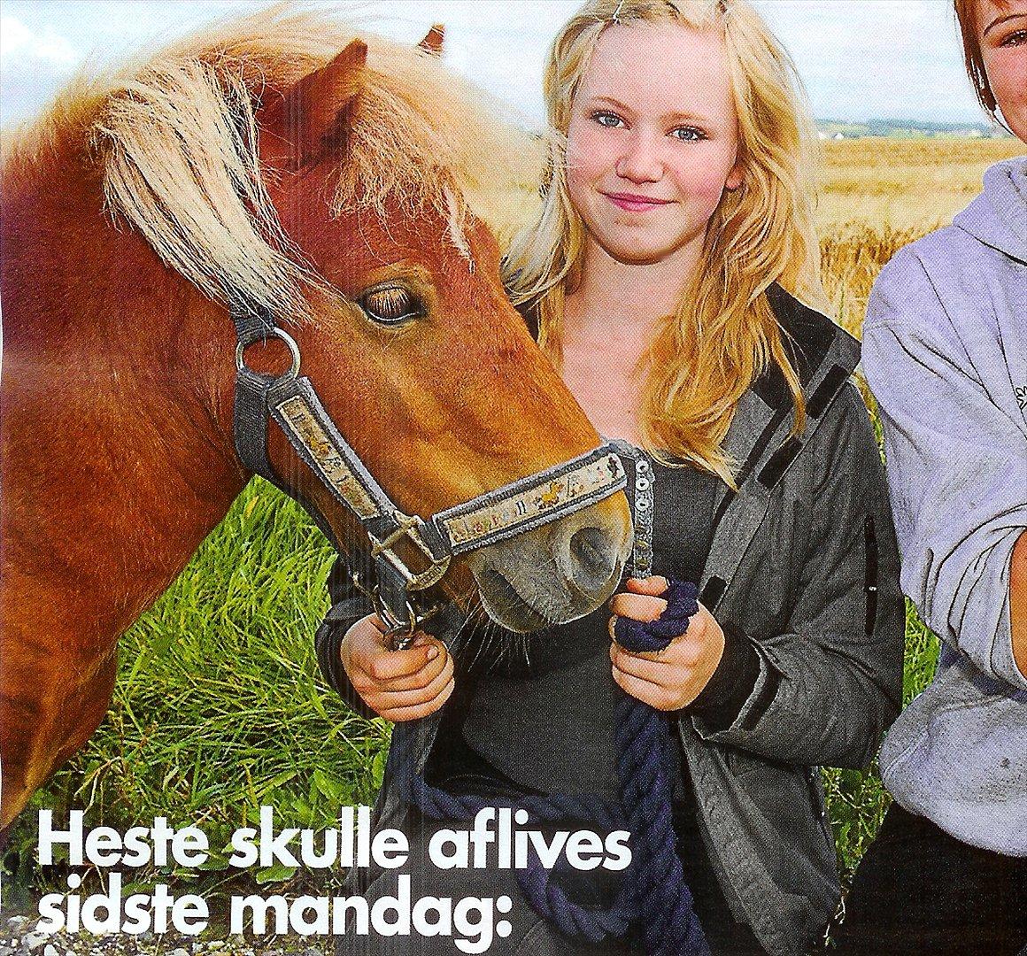 Miniature Bambino - Billede fra ude og hjemme (pga. dyreværns sag) billede 6