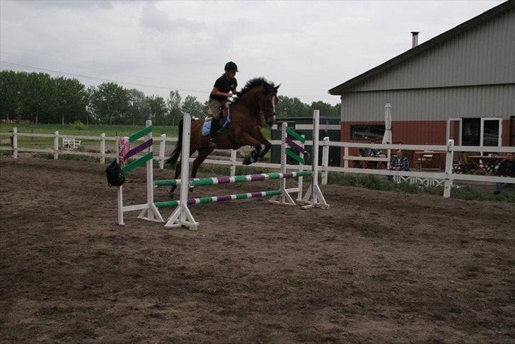 Anden særlig race Jack - Nanny og flap jack billede 12