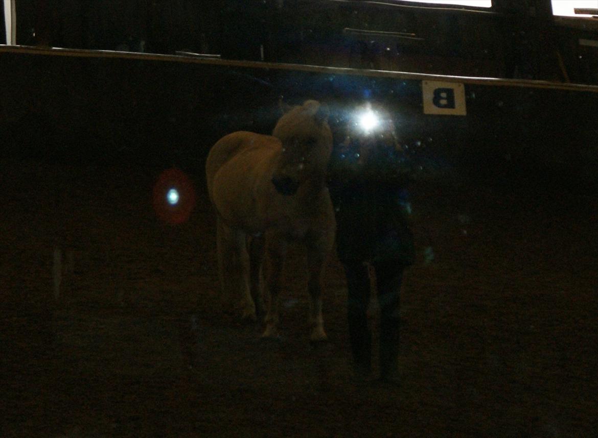 Fjordhest Odin - <3 billede 10