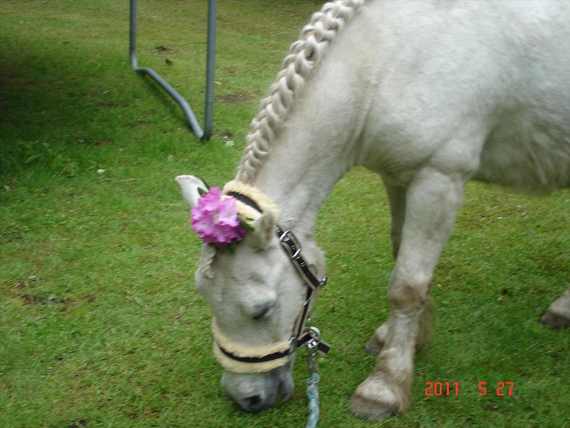 Anden særlig race Laban billede 1