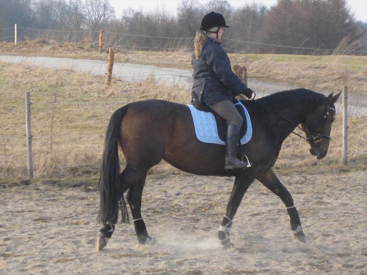 Dansk Varmblod Beauty - 27. marts 2011 billede 4