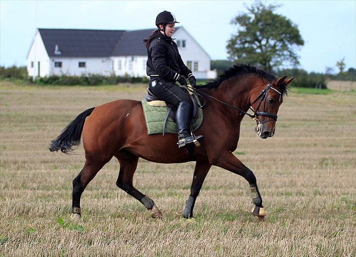 Hollandsk Varmblod Tilde *R.I.P prinsesse* - Mig og Tilde D. 22/9-11 Foto: Camilla billede 2