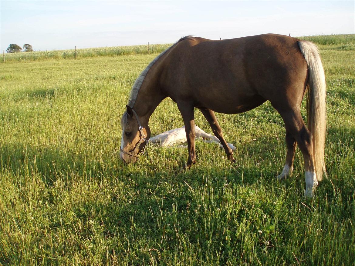 Palomino Chanel billede 8