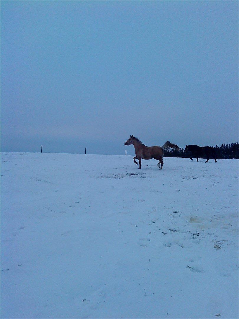 Palomino Chanel billede 9