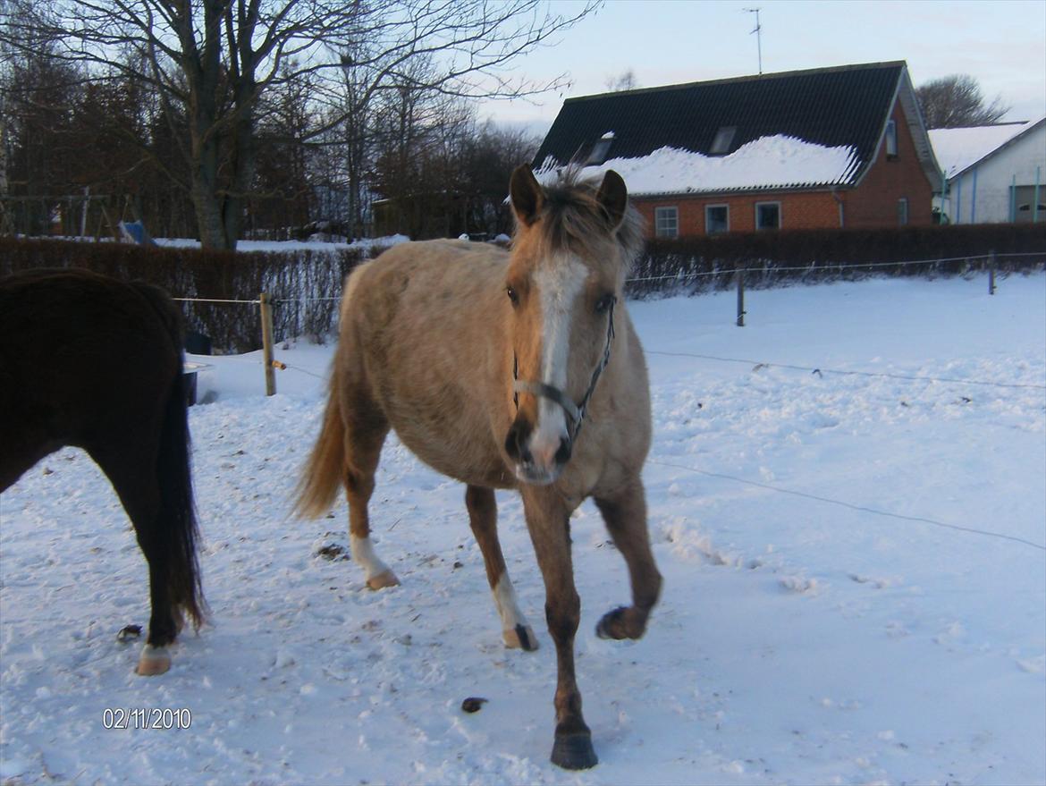 Palomino Chanel billede 10