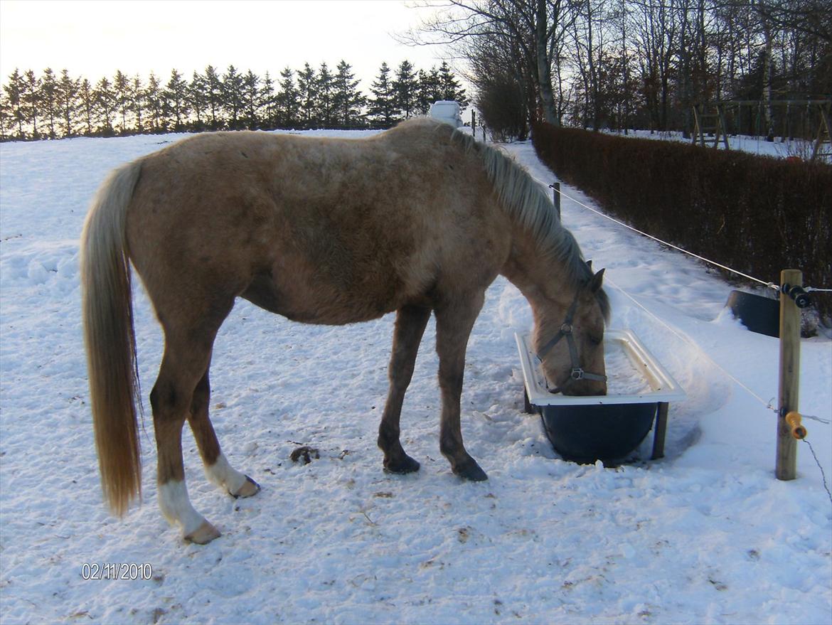 Palomino Chanel billede 11