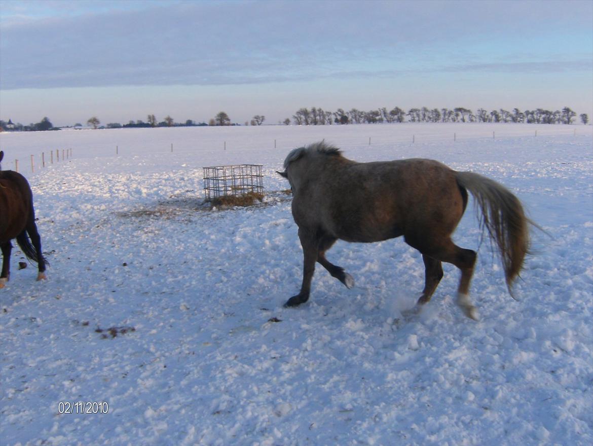 Palomino Chanel billede 12