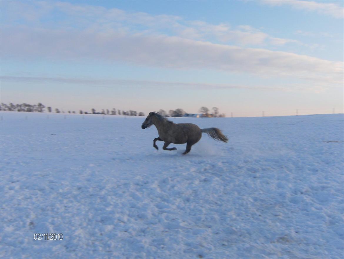 Palomino Chanel billede 13