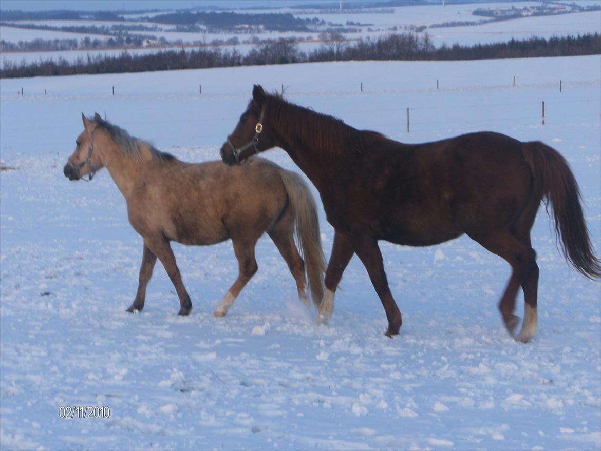 Palomino Chanel billede 14