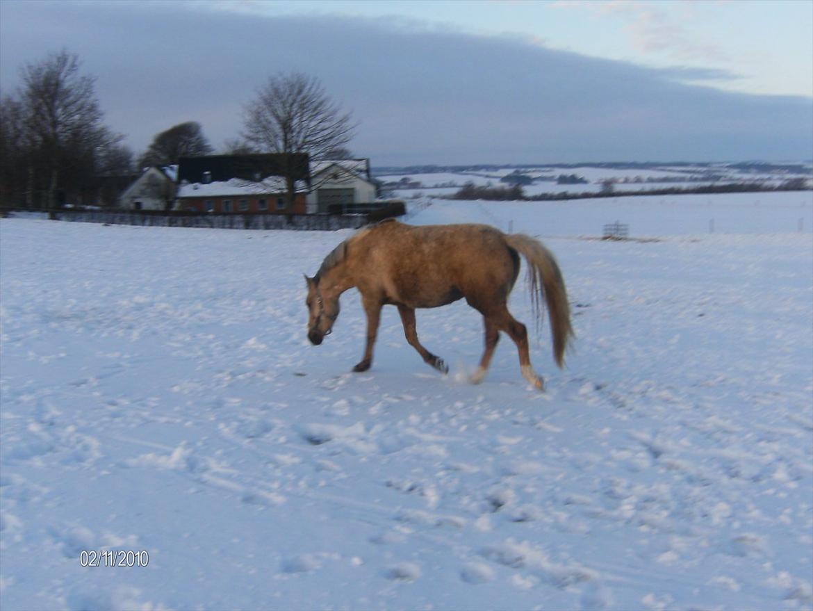 Palomino Chanel billede 15