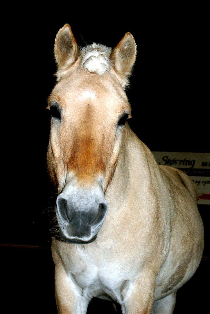 Fjordhest Odin - love u <3 billede 6