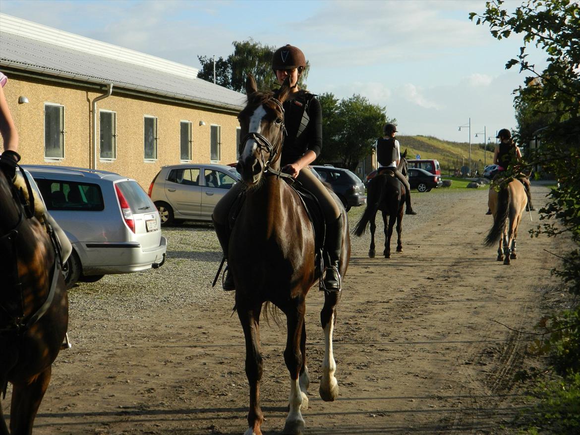 Anden særlig race Virona billede 13