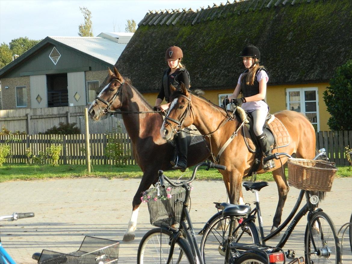 Anden særlig race Virona - mig virona, easter og chatrine skridter lidt af :-)) billede 17