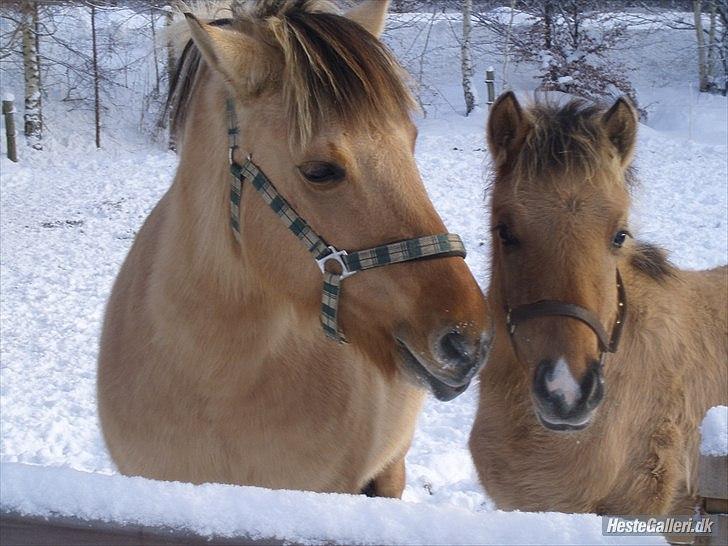 Anden særlig race Chila billede 2