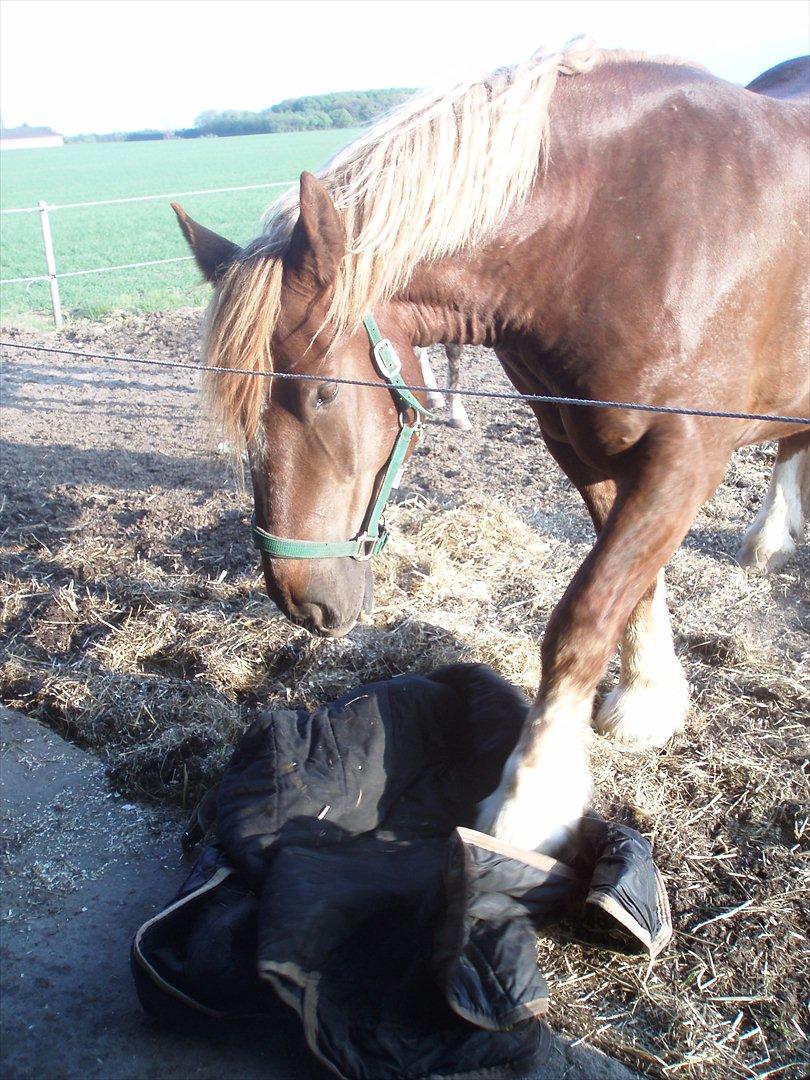 Schleswiger UNIK - UNIK hiver et dækken fra stalden og ud på folden. billede 7