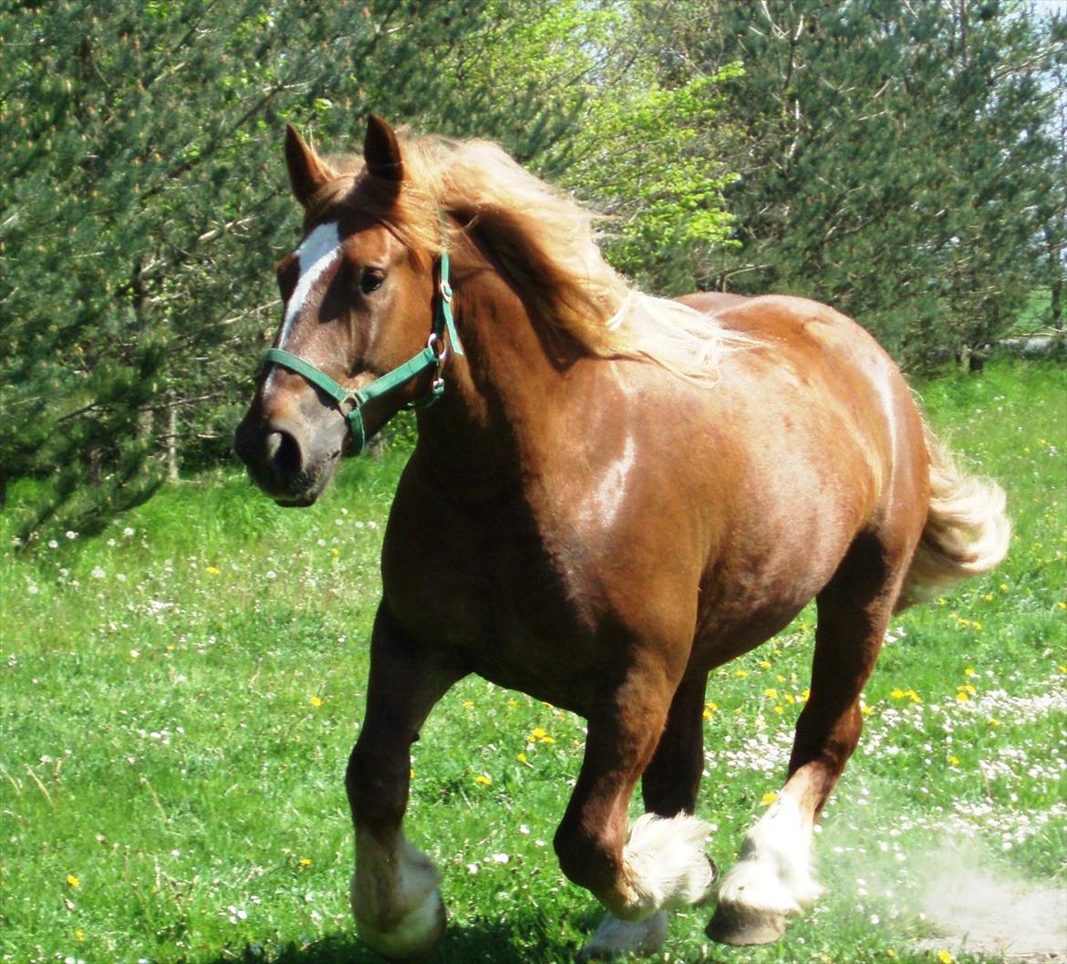 Schleswiger UNIK billede 9