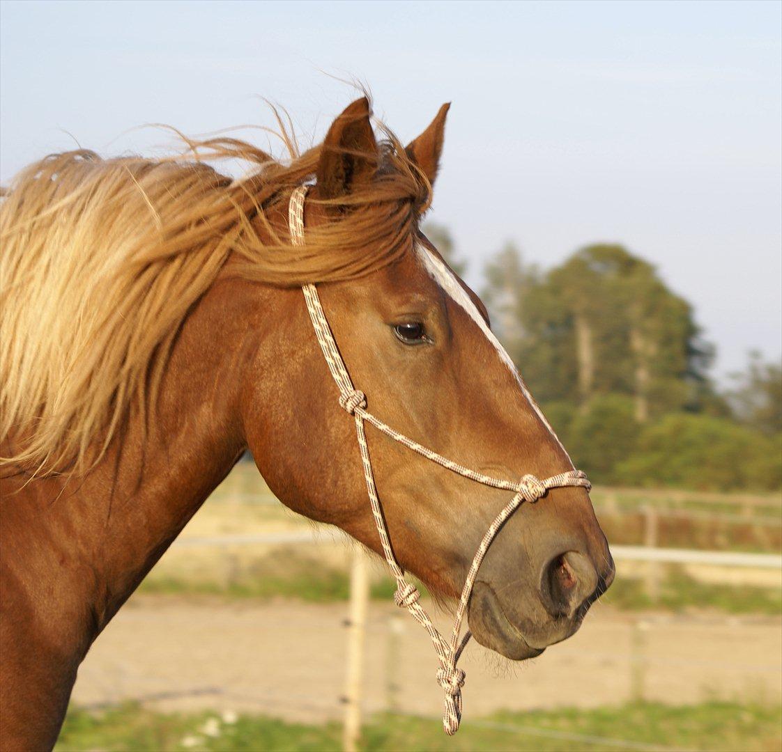 Schleswiger UNIK - UNIK på Grønnegård 2008 billede 13