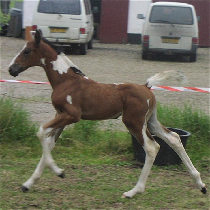 Pinto Great-Vikings Indiana (skinkedyret) - skinkedyret som baby billede 16