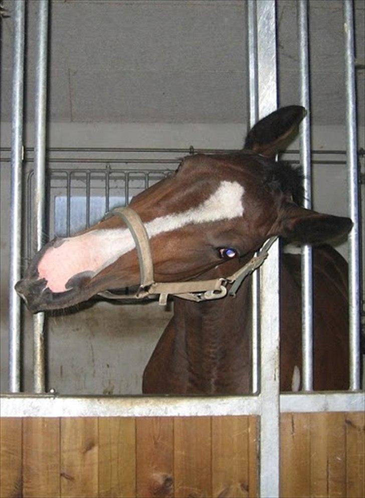 Pinto Great-Vikings Indiana (skinkedyret) - tosse skinki billede 17