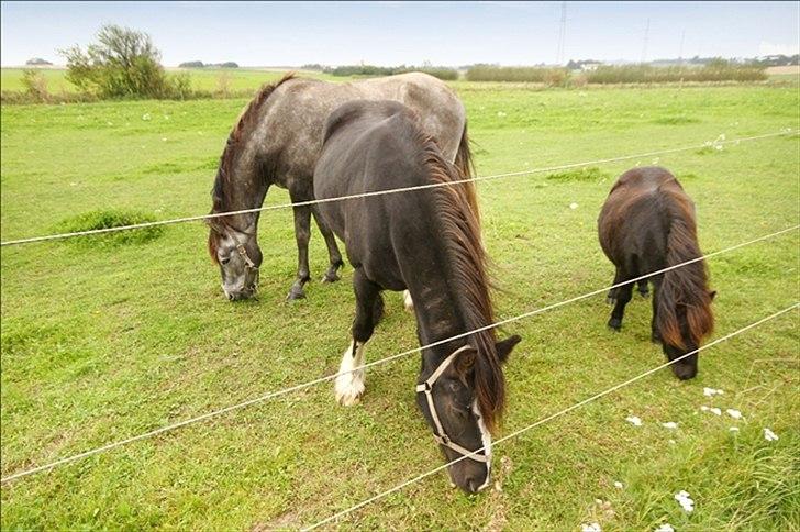 Irish Cob Asgaards Brynhild billede 11