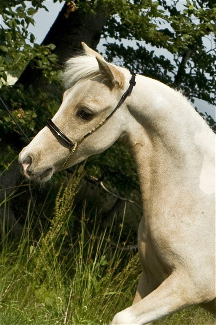 Amerikansk Miniature ***Entertainer*** - Foto: Kathrine Erritsø Nielsen billede 8