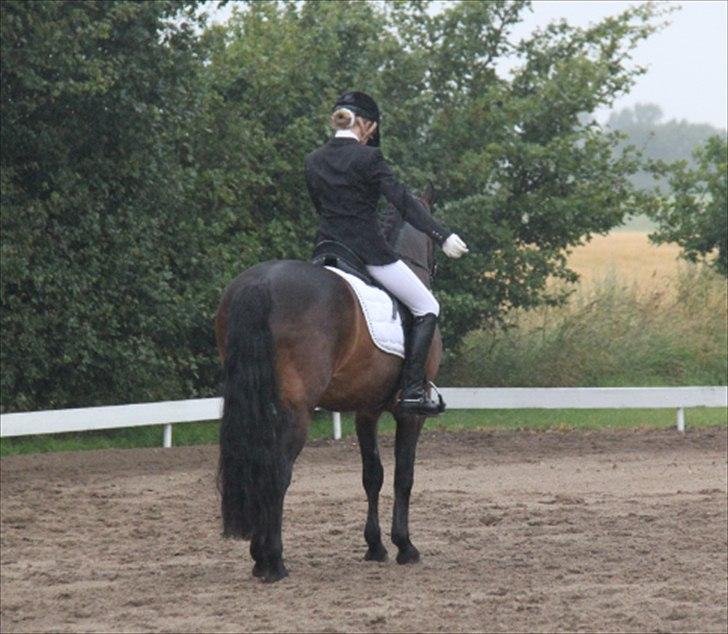 Connemara Hesselbjerggård Highlander SOLGT - Juli 2011 billede 5