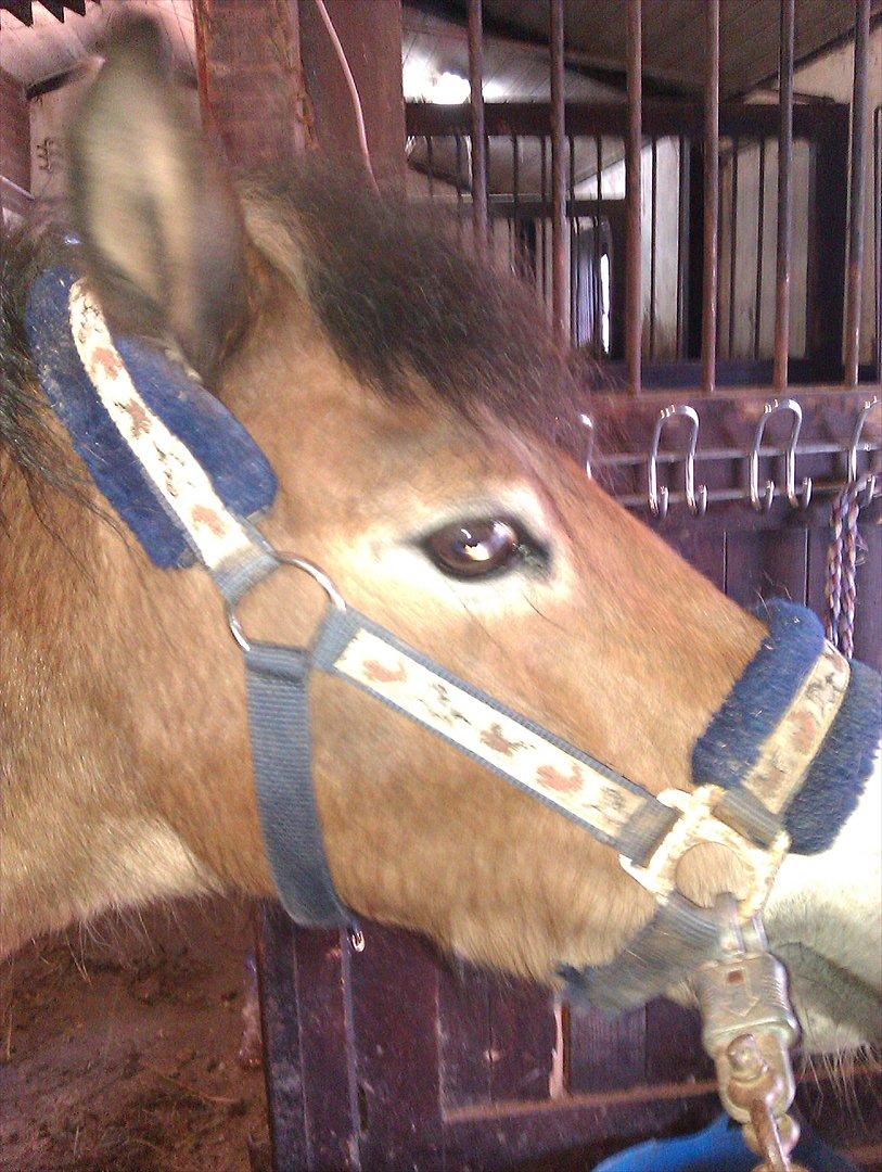 Dartmoor Asterix* (solgt) billede 8