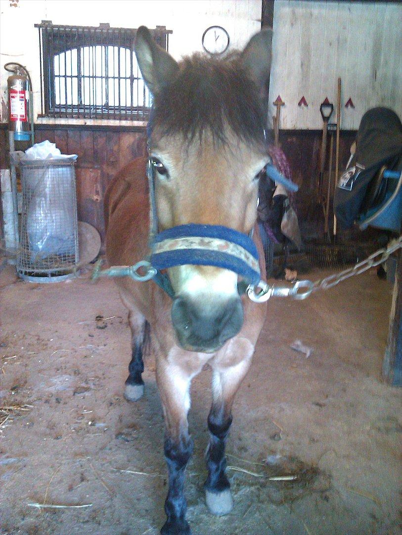 Dartmoor Asterix* (solgt) billede 9