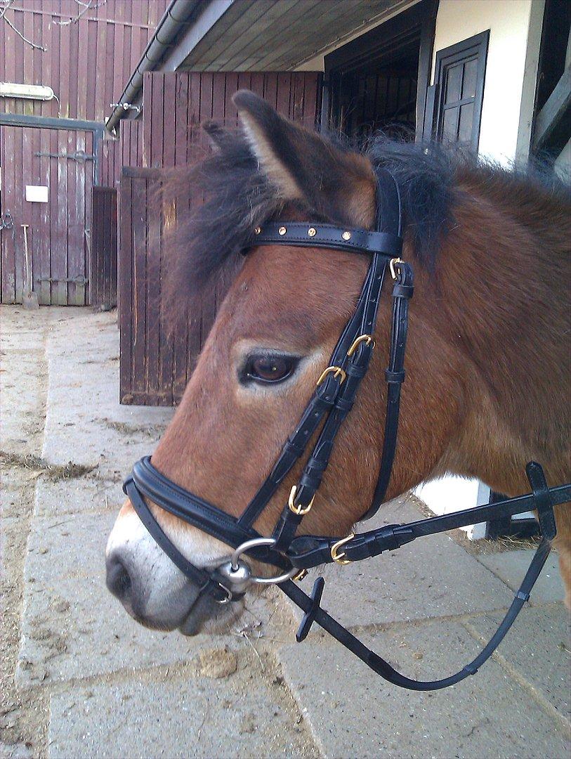 Dartmoor Asterix* (solgt) billede 10