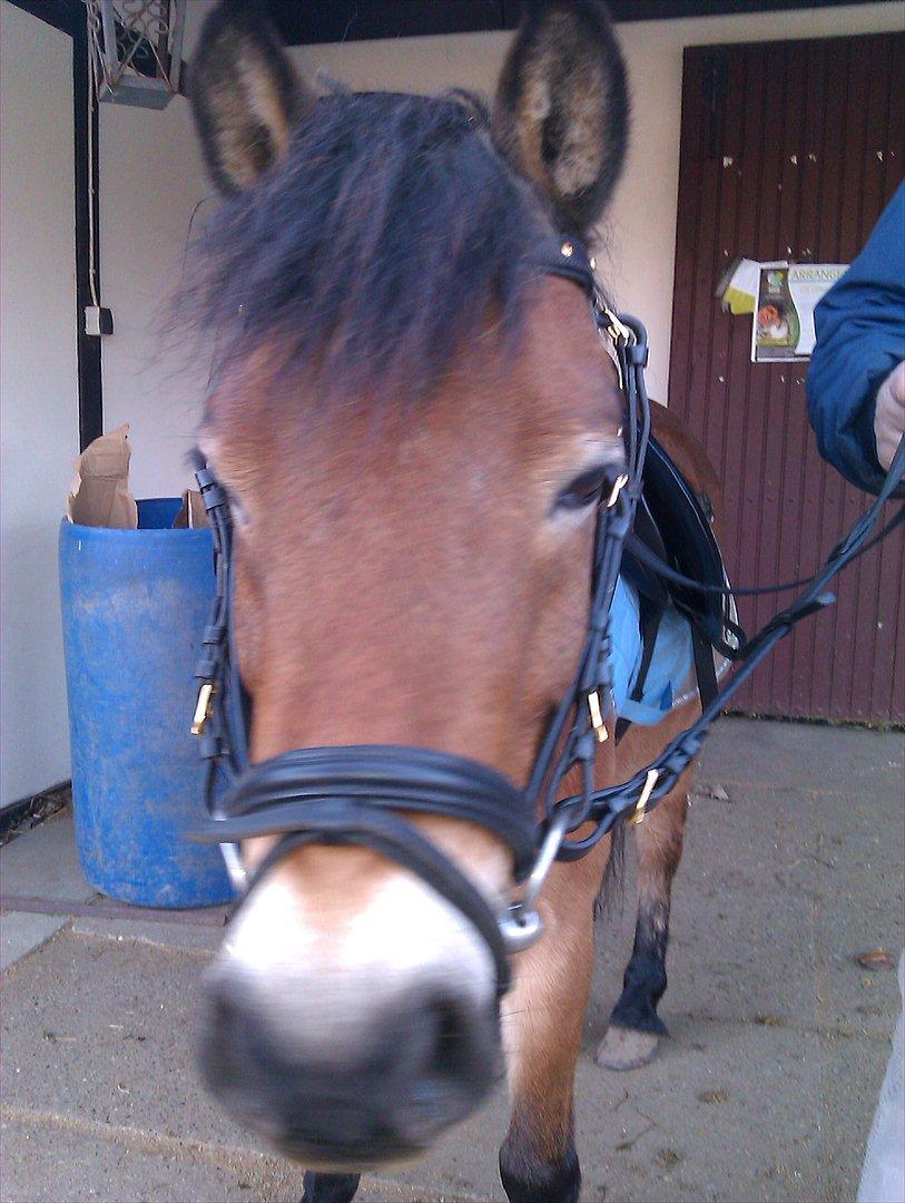 Dartmoor Asterix* (solgt) billede 11