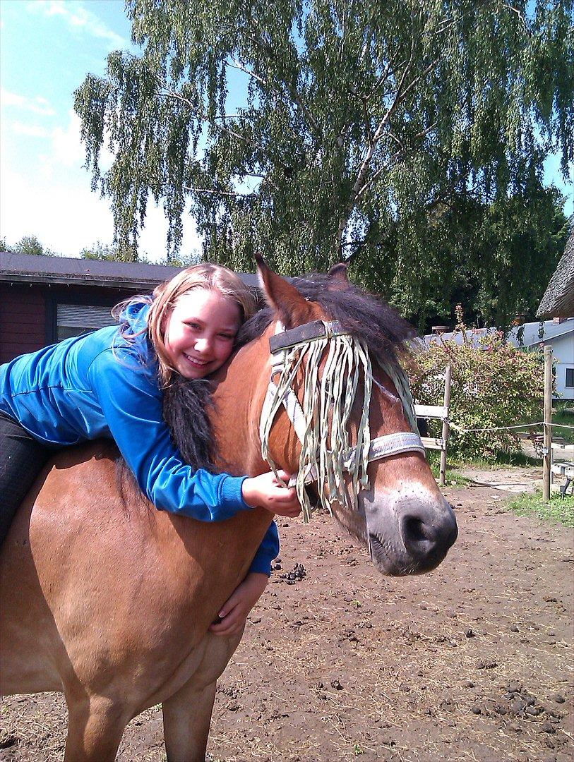 Dartmoor Asterix* (solgt) billede 12