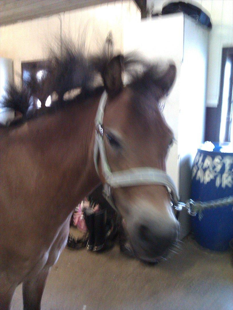 Dartmoor Asterix* (solgt) billede 13