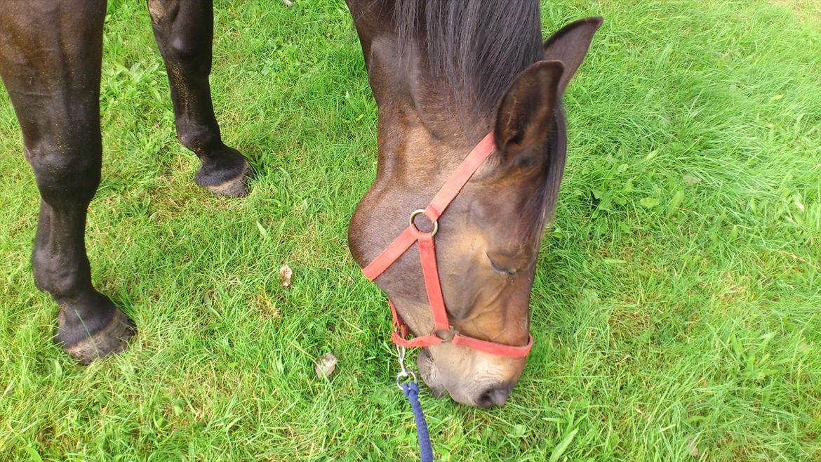 Oldenborg Damien  "sendt tilbage"  billede 10