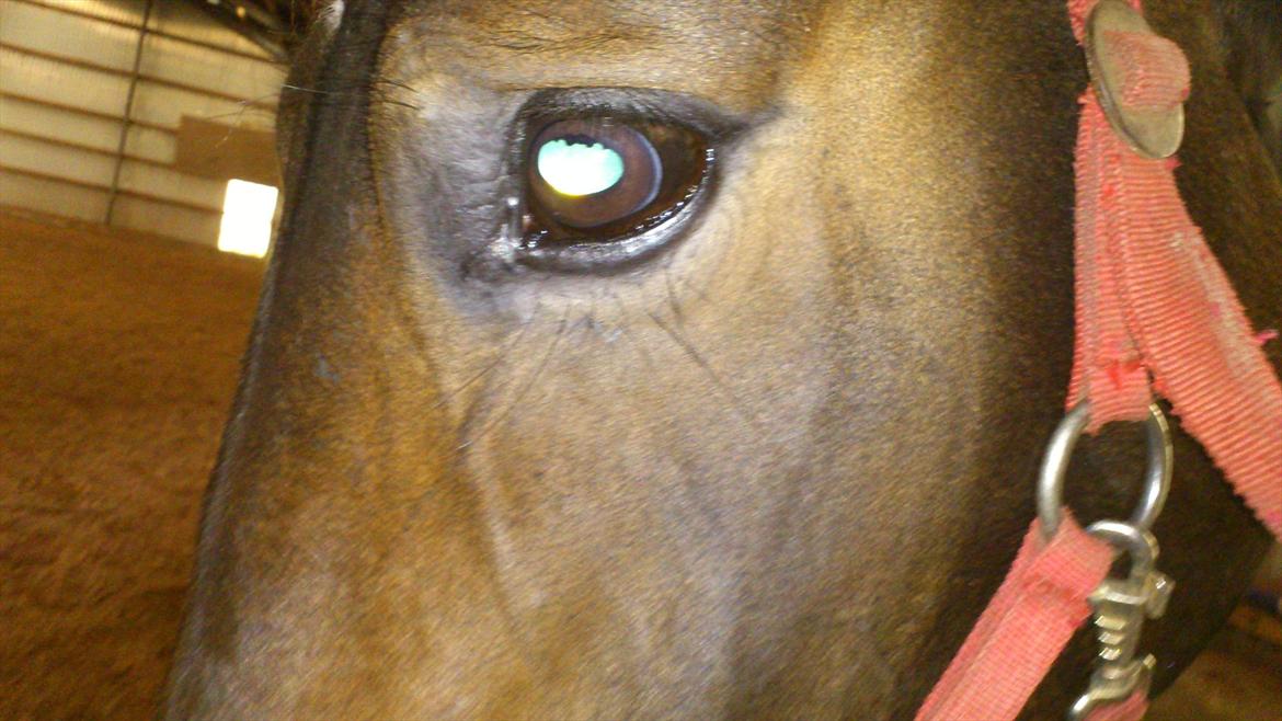 Oldenborg Damien  "sendt tilbage"  billede 11