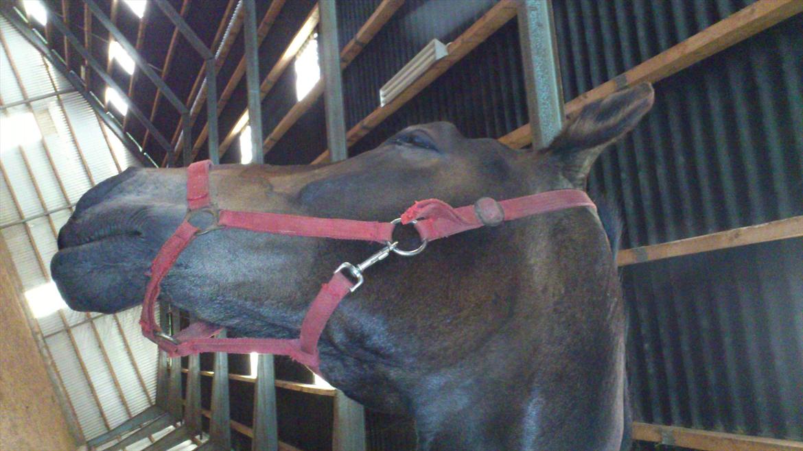 Oldenborg Damien  "sendt tilbage"  billede 12