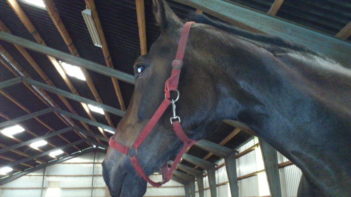 Oldenborg Damien  "sendt tilbage"  billede 13