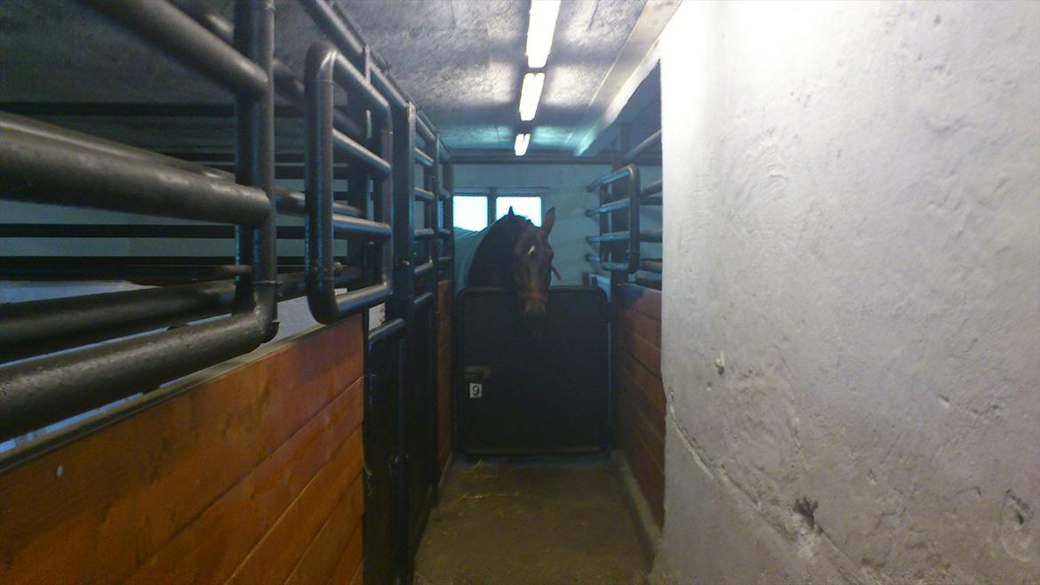 Oldenborg Damien  "sendt tilbage"  - kom nu med min mad ser han ud til at tænke  billede 14