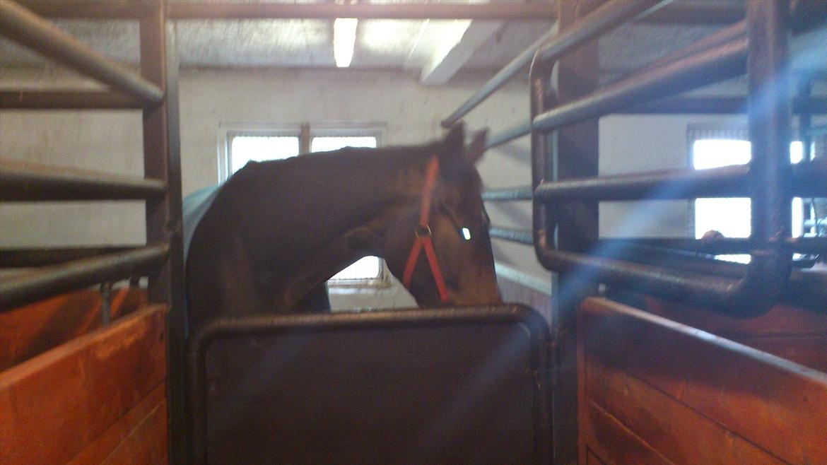 Oldenborg Damien  "sendt tilbage"  billede 15