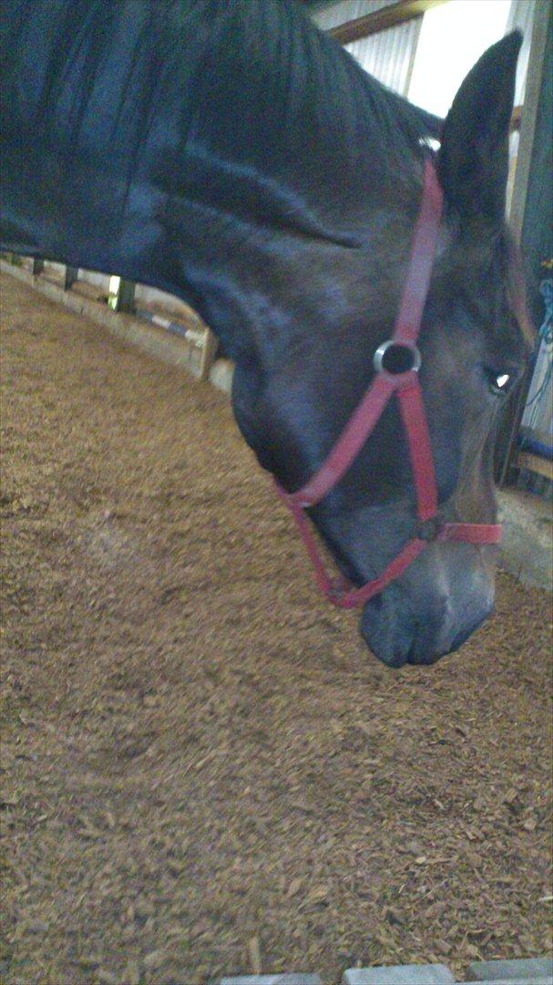 Oldenborg Damien  "sendt tilbage"  billede 16