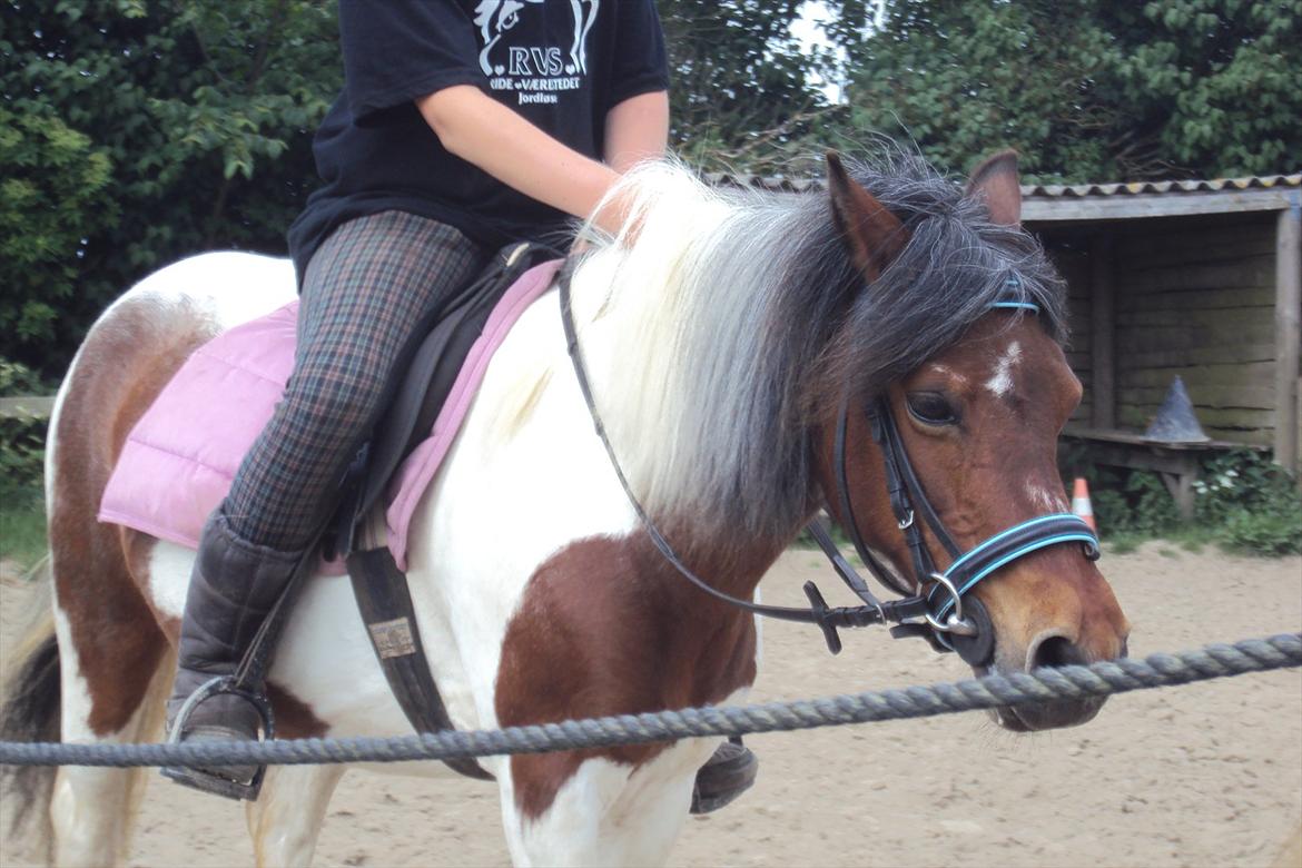 Anden særlig race Malou - Dygtige pony :-)
<br>
<br>
Foto: Cecilie :-) billede 16