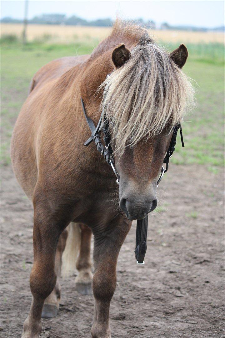 Shetlænder Anton billede 3