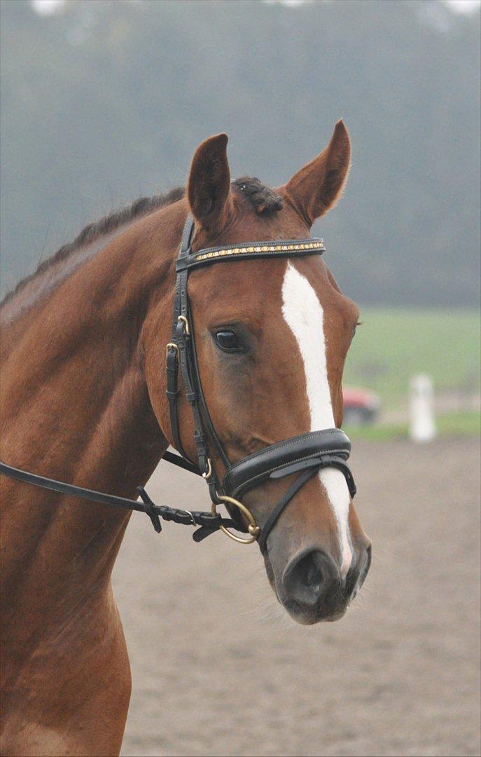Dansk Varmblod High Fidelity  - fiffi til dressur stævne billede 4